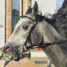 Promising Gosford grey primed for her most ambitious challenge