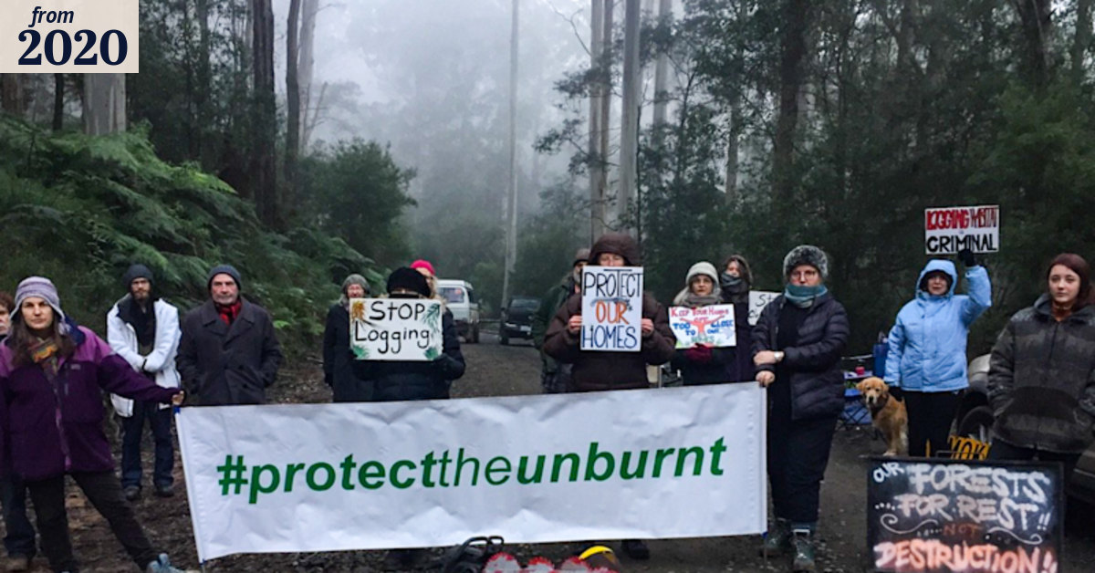 Protesters halt logging across Victoria