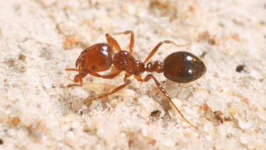 The Howard government hoped it could eradicate the red fire ant within five years of their discovery in 2001. Twenty years later, the campaign continues.