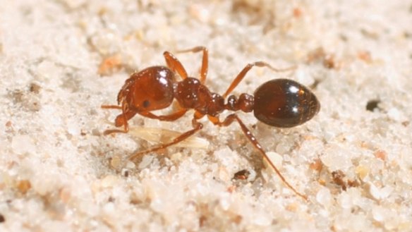 The Howard government hoped it could eradicate the red fire ant within five years of their discovery in 2001. Twenty years later, the campaign continues.