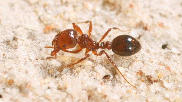 The Howard government hoped it could eradicate the red fire ant within five years of their discovery in 2001. Twenty years later, the campaign continues.