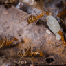 Yellow crazy ants found in Qld world heritage area to be poisoned