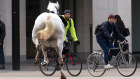 One of the horses confronts cyclists.