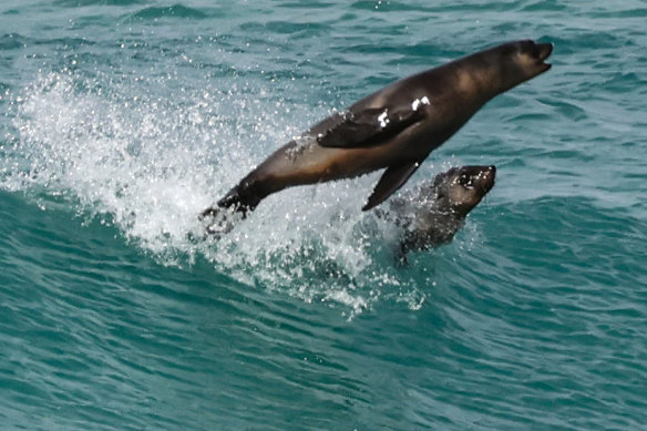 Seal pups surf the waves of Bridgewater Bay, south-west Victoria