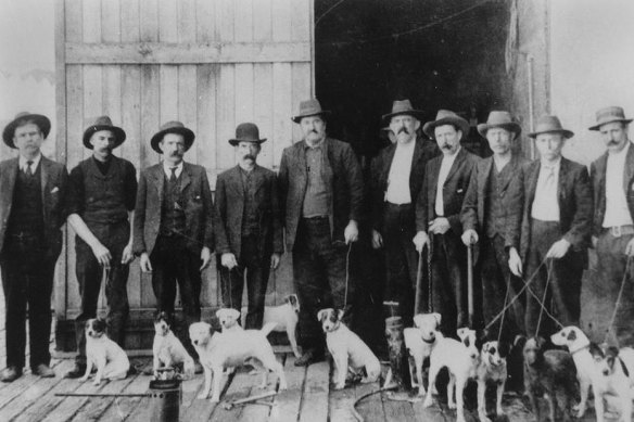 The State Health Department rat gang were an asset in the fight against the plague. Circa 1905.
