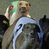 Dapto Dogs track closed after talks with Greyhound Racing NSW break down