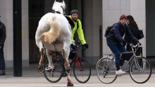 One of the horses confronts cyclists.