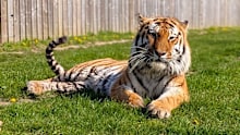 Altai the tiger will not be euthanised after a man was fatally attacked at Yorkshire Wildlife Park.