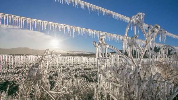 Icicles and frozen fields created a stunning spectacle on a dairy farm near Warwick in southern Queensland on Monday.