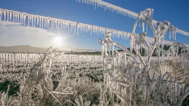 Icicles and frozen fields create a stunning spectacle on a dairy farm near Warwick last winter.