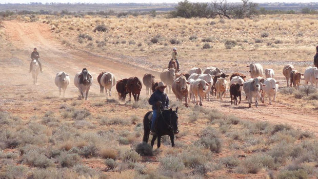 Gina Rinehart and her Chinese partner, Shanghai CRED, swooped on S. Kidman & Co in 2016, forming Outback Beef.