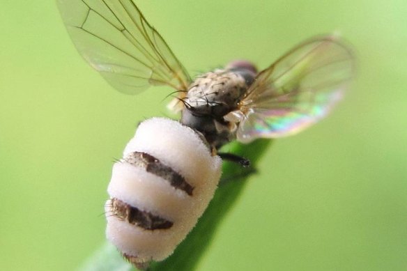 The fungus taking over its host fly.