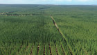The so-called “green triangle” spanning South Australia and Victoria hosts sustainable forest investments.