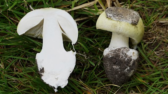 A death cap cut in half after being dug out of the Royal Botanic Gardens in Melbourne.