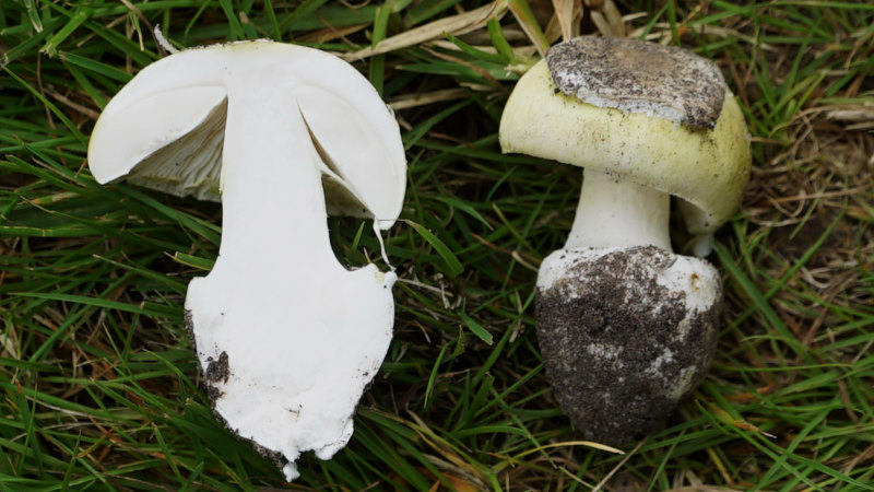 Wild Mushroom Season Has Hit Australia But Beware Of The Death Caps
