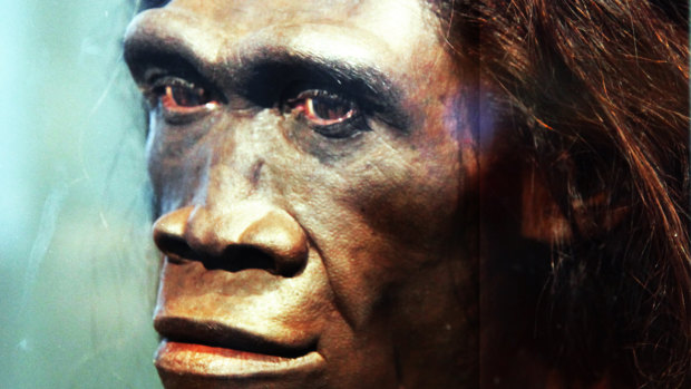 A model of an adult female Homo erectus, one of the first truly human ancestors of modern humans, on display at the Smithsonian Museum of Natural History in Washington DC. 
