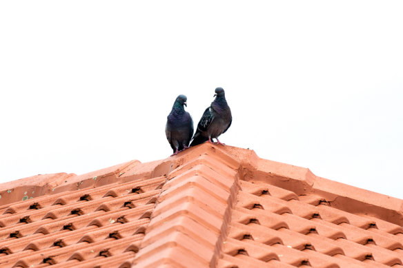 Quirky, affectionate and cheap to keep as pets, pigeons are said to be among the most intelligent of birds.