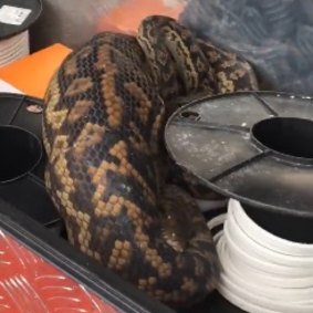 Ms Maro put the scrub python in her toolbox because she didn't have a bag big enough for the snake.
