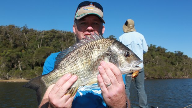 Bream, including some big bruisers, are firing up on the south coast.