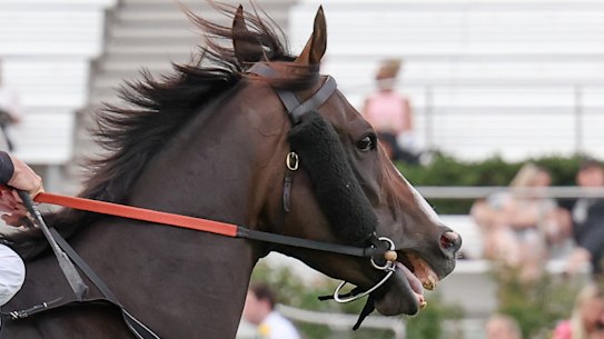 Florescent Star, pictured at Flemington earlier this month, has been put down.