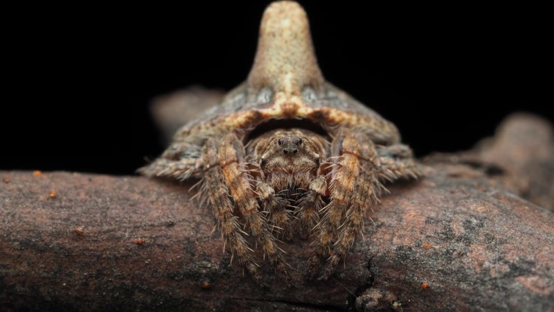 10 AMAZING NEW SPIDER SPECIES DISCOVERED 