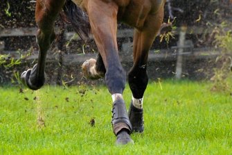 43++ Trainer sat on dead horse photo ideas