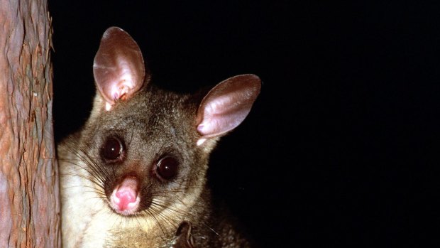 A man has been charged over animal cruelty after allegedly hurting a possum.