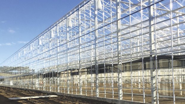 A Costa Group glasshouse