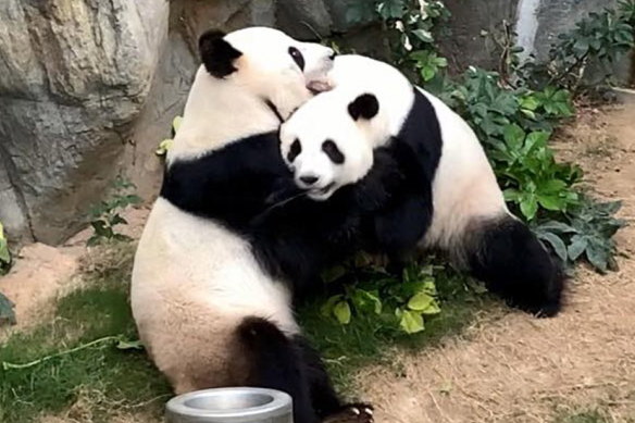 Giant pandas Ying Ying and Le Le at Ocean Park in Hong Kong  on Monday.