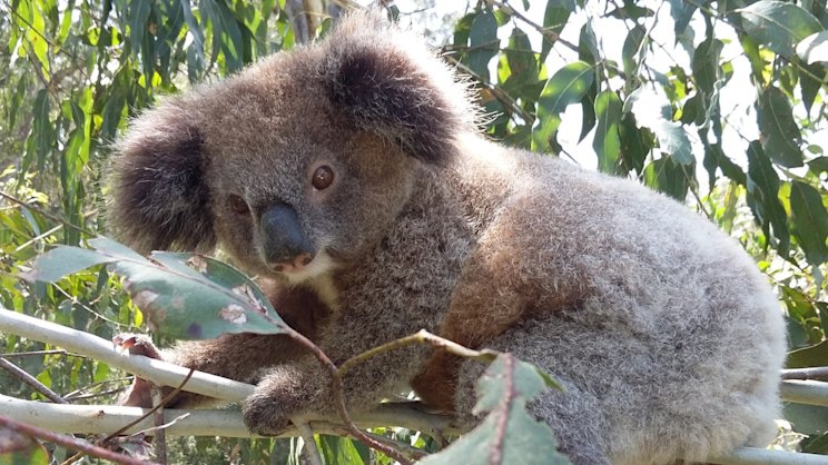 smh.com.au - Caitlin Fitzsimmons - Greens strike a deal to support carbon credits for forest protection