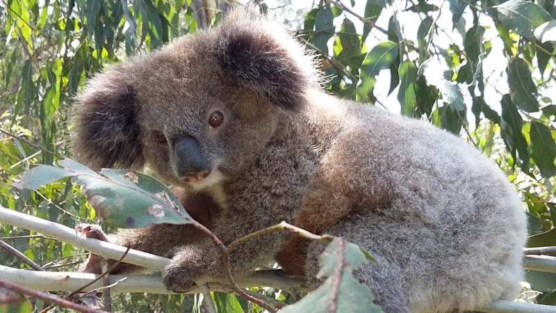 Greens strike a deal to support carbon credits for forest protection