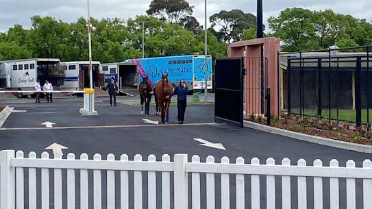 Stable staff walk horses from a car park at Caulfield Racecourse into the purpose-built float drop-off zone.
