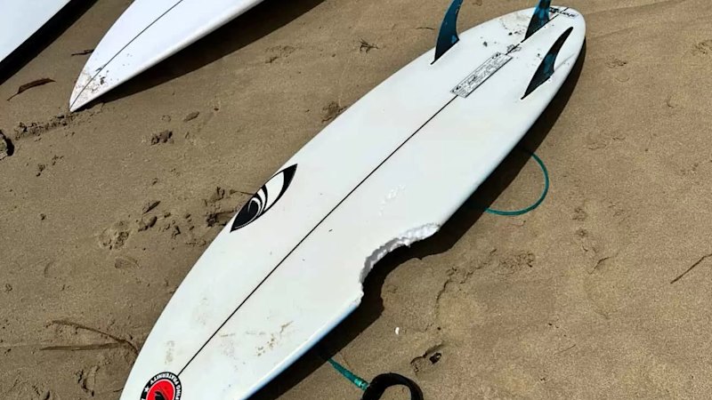 Boy attacked by shark at Dee Why one day after eastern suburbs mauling