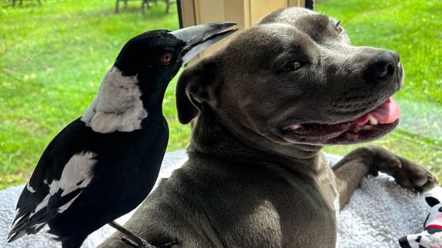Molly the magpie with Peggy the Staffy. 