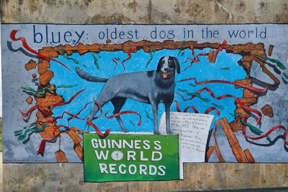 The mural in Rochester honouring the life of Bluey, the one-time world record holder as the oldest living dog.
