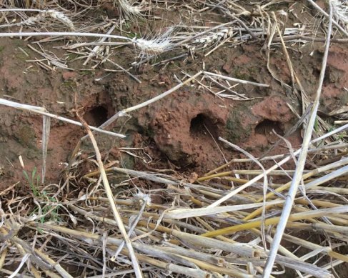 Mouse holes in Forbes NSW.