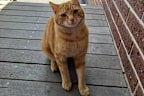 Cats are more at risk of bird flu so if you’re not already containing them inside, now is the time to start.