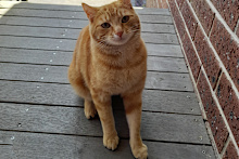 Cats are more at risk of bird flu so if you’re not already containing them inside, now is the time to start.
