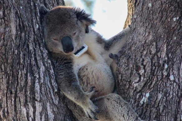 The tags used on koalas will help farmers work out which trees they should plant and retain to help the animal’s survival.