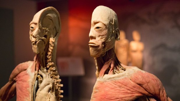 The Real Bodies exhibition has labelled the accusations "offensive" and says it is a wonderful educational experience. 