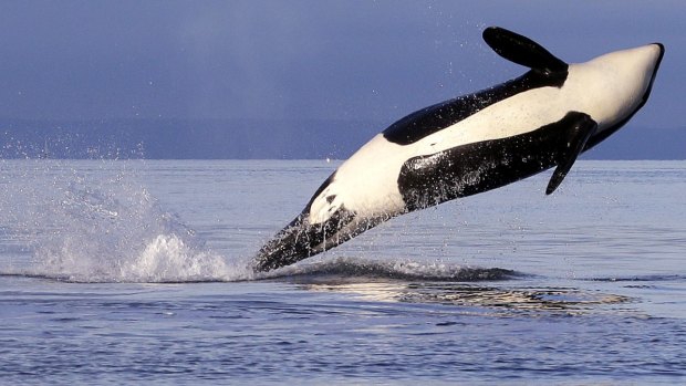An endangered female orca leaps from the water while breaching in Puget Sound, west of Seattle.