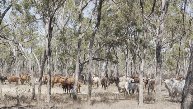 Feral cattle are an economic resource for traditional owners, as well as a source of damage to their country and cultural sites. 