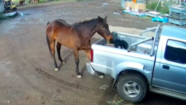 Still from ABC's 730 investigation into the slaughter of racehorses.