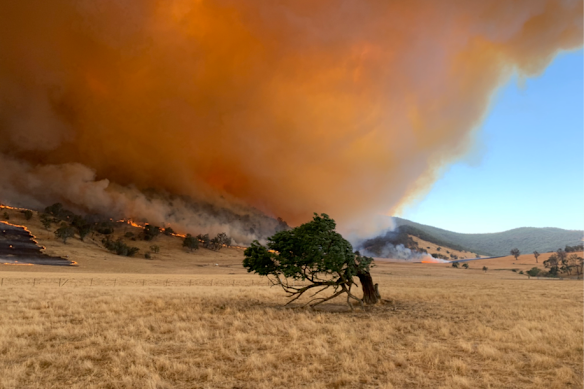 2019: Um tornado de fogo desce durante o incêndio em Green Valley, no sul de NSW. O banco de sementes poderá ajudar a Austrália a recuperar de incêndios devastadores no futuro.