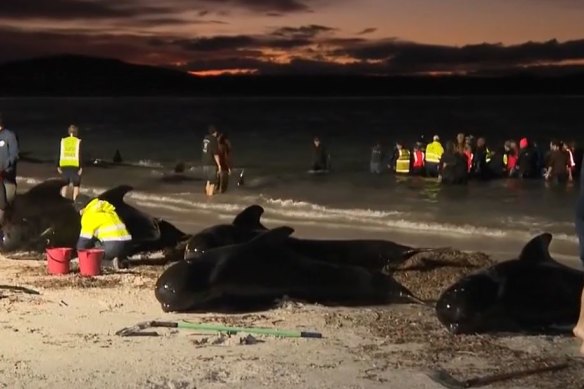 The whales have beached themselves again.