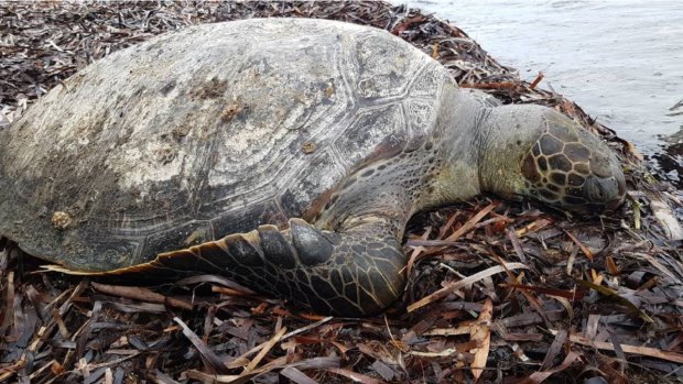 This sea turtle was found dead at Palm Beach, Sanctuary Point tangled in fishing line.