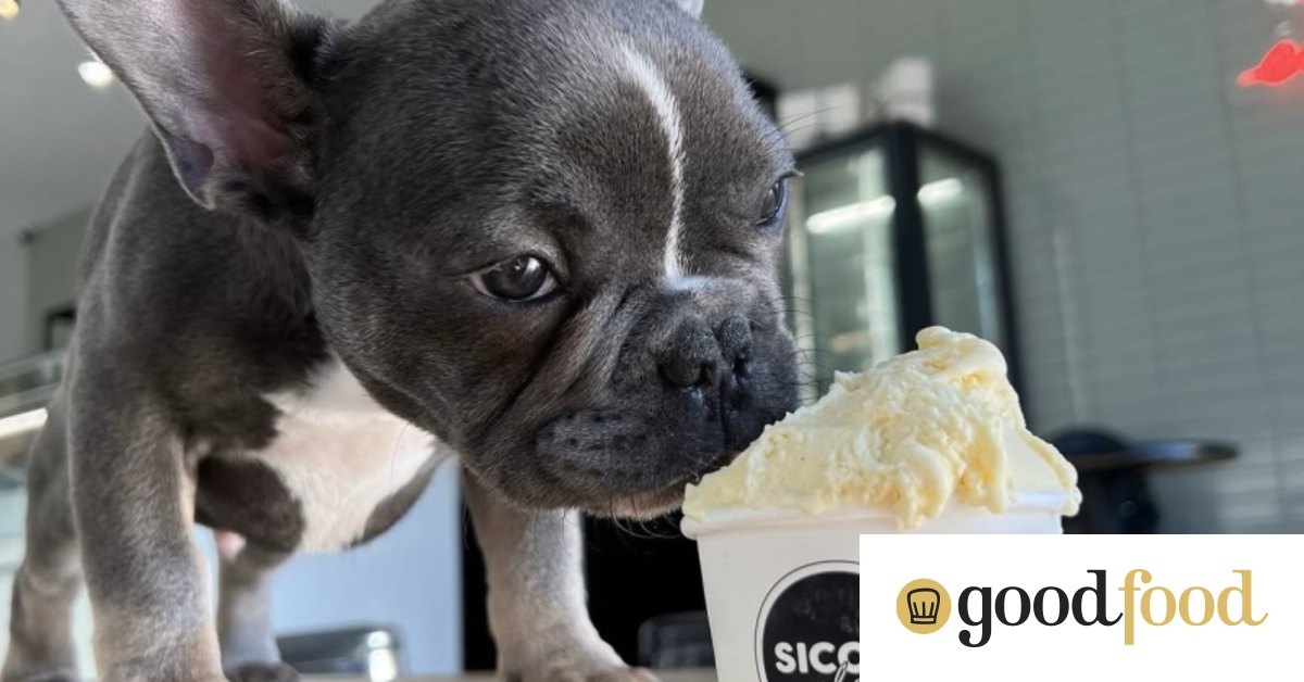 Siconi Gelato