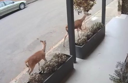 Two deer were filmed running through Coleridge Street at Leichhardt on October 6.