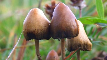 Psilocybin is the psychedelic found in ‘magic mushrooms’ such as Psilocybe semilanceata.