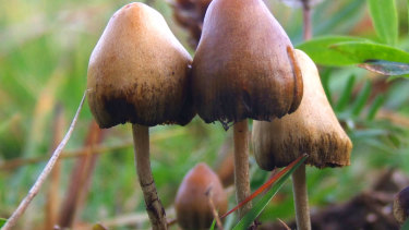 A bid to decriminalise "magic mushrooms" in Denver appears set to fail.